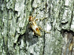 Trichoferus pallidus