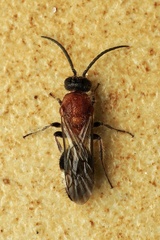 Smicromyrme