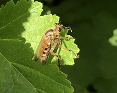 Callinicus pollenius