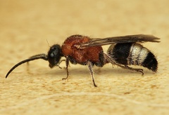 Smicromyrme