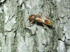 Trichoferus pallidus