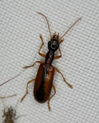 Leptotrachelus dorsalis