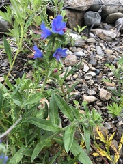 Echium vulgare
