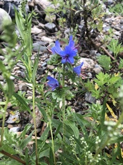 Echium vulgare