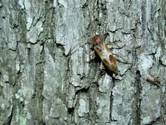 Trichoferus pallidus