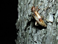 Trichoferus pallidus