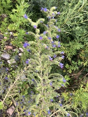 Echium vulgare