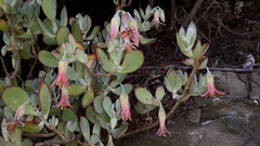 Cotyledon woodii