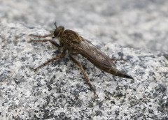 Machimus snowii