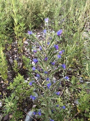 Echium vulgare