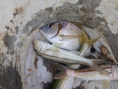 Mullus barbatus