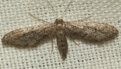 Idaea carvalhoi