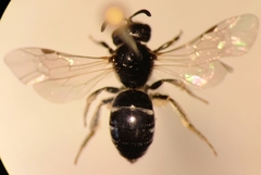 Lasioglossum interruptum