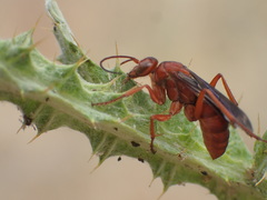 Tachypompilus unicolor
