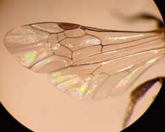 Lasioglossum interruptum