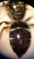 Lasioglossum interruptum