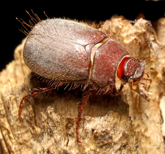 Phyllophaga vetula