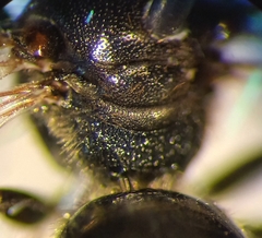 Lasioglossum interruptum