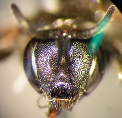 Lasioglossum interruptum