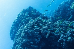 Mulloidichthys flavolineatus