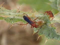 Tachypompilus unicolor
