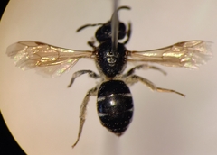 Lasioglossum interruptum