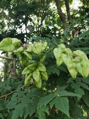 Koelreuteria paniculata
