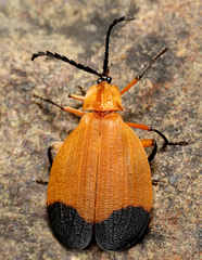 Lycus arizonensis