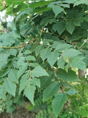 Koelreuteria paniculata