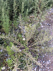 Echium vulgare
