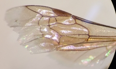 Lasioglossum interruptum