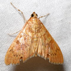 Psara
