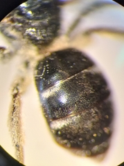 Lasioglossum interruptum