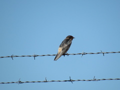 Hirundo rustica × Petrochelidon pyrrhonota