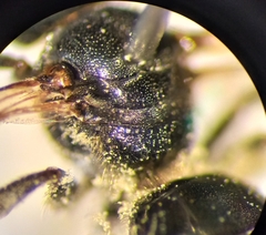 Lasioglossum interruptum