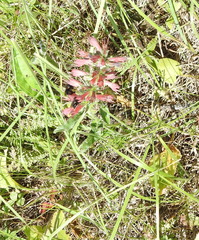 Pontechium maculatum