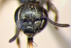 Lasioglossum interruptum