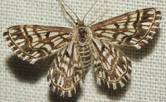 Cinglis andalusiaria