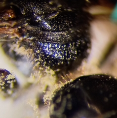 Lasioglossum interruptum