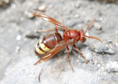 Vespa orientalis