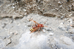 Vespa orientalis