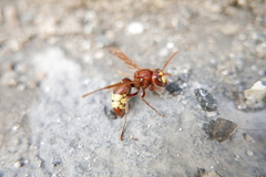 Vespa orientalis