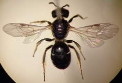 Lasioglossum interruptum