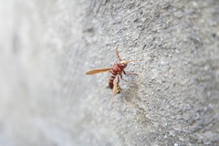 Vespa orientalis