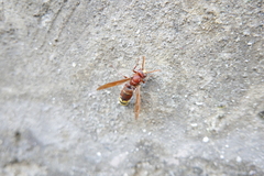 Vespa orientalis