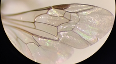 Lasioglossum interruptum