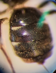 Lasioglossum interruptum