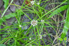 Cyperus tenerrimus