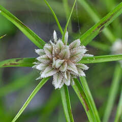 Cyperus tenerrimus