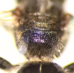 Lasioglossum interruptum